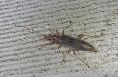 Parisopalpus nigronotatus