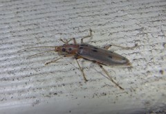 Parisopalpus nigronotatus