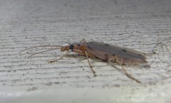 Parisopalpus nigronotatus