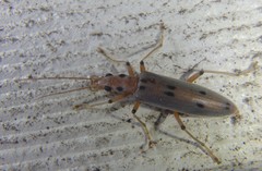 Parisopalpus nigronotatus