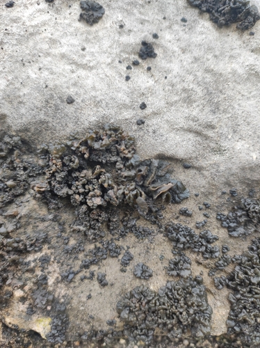 koléma tuhá (Enchylium tenax)