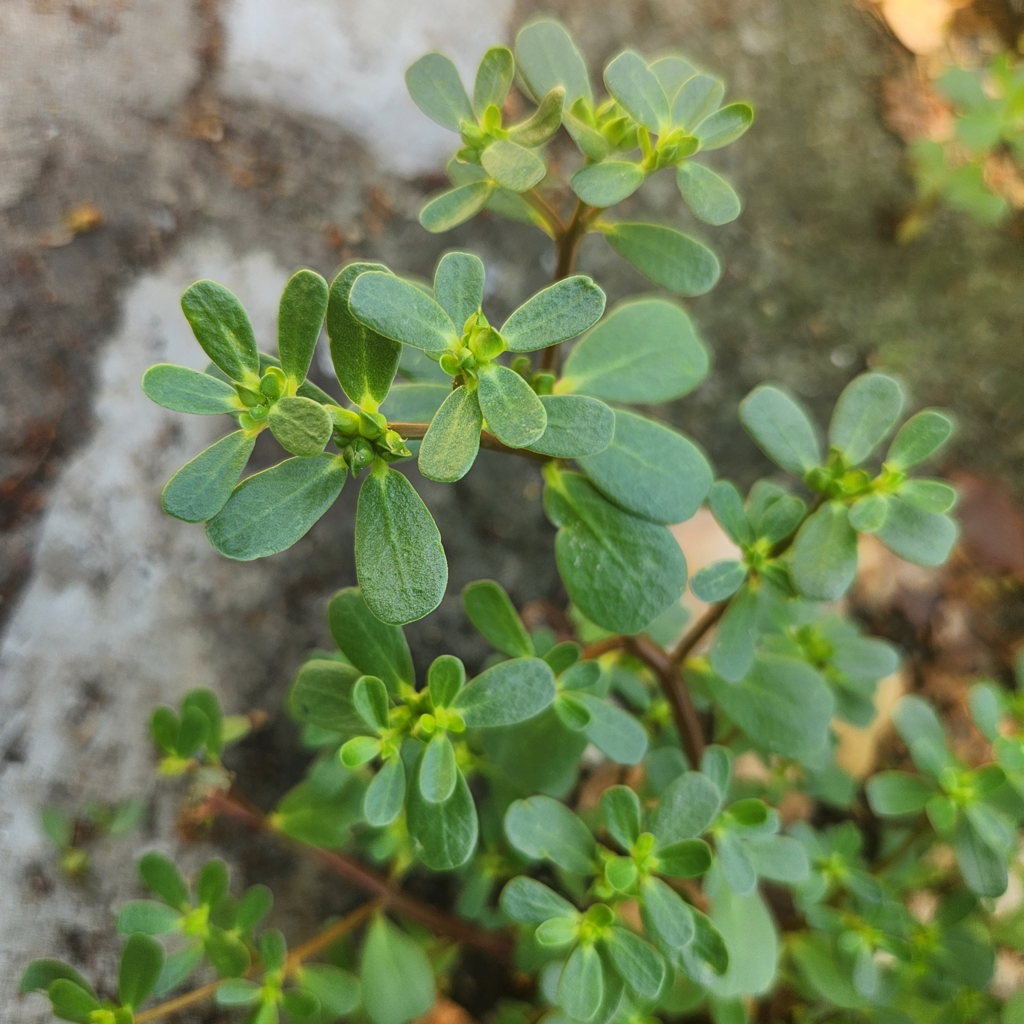 Imagem de Portulaca