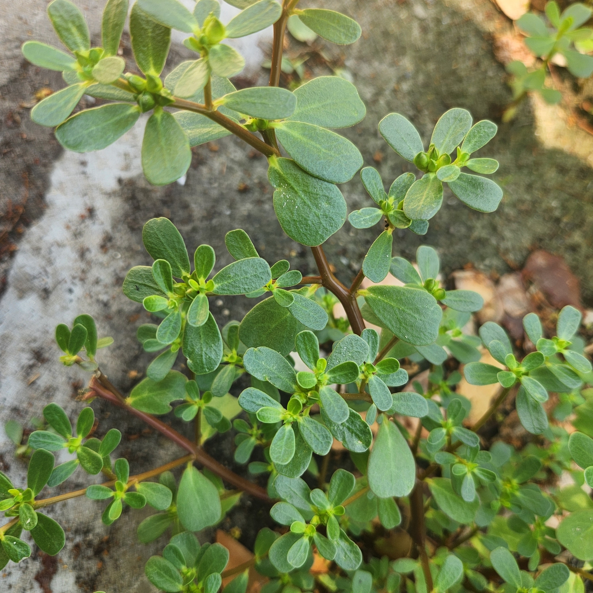 Imagem de Portulaca