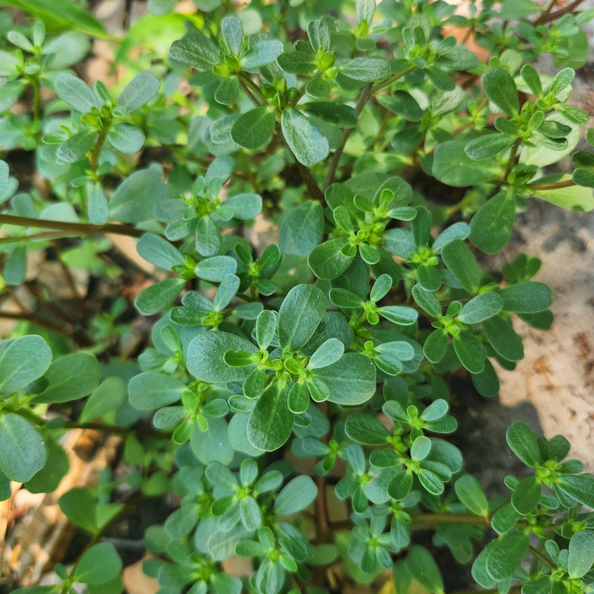 Imagem de Portulaca