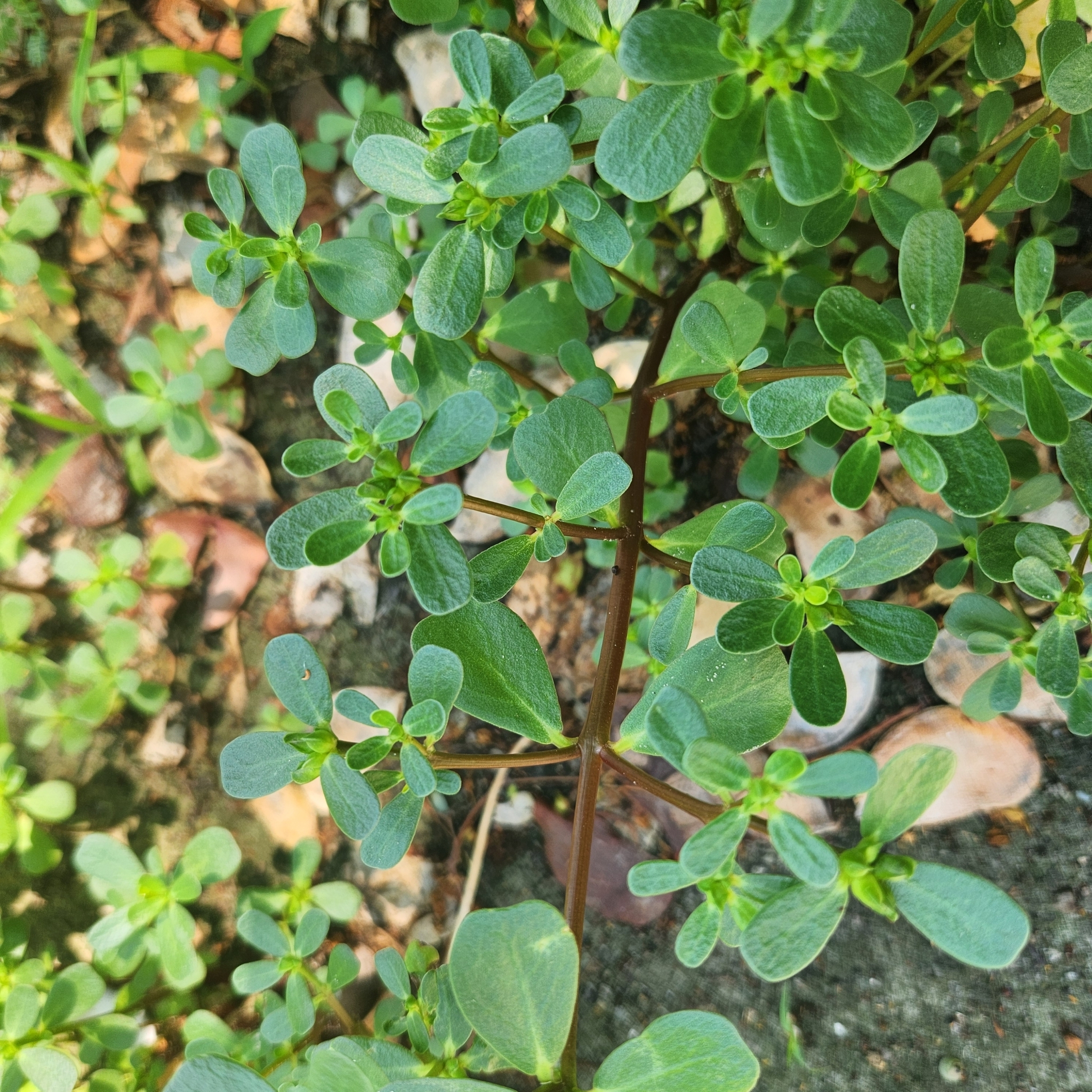 Imagem de Portulaca