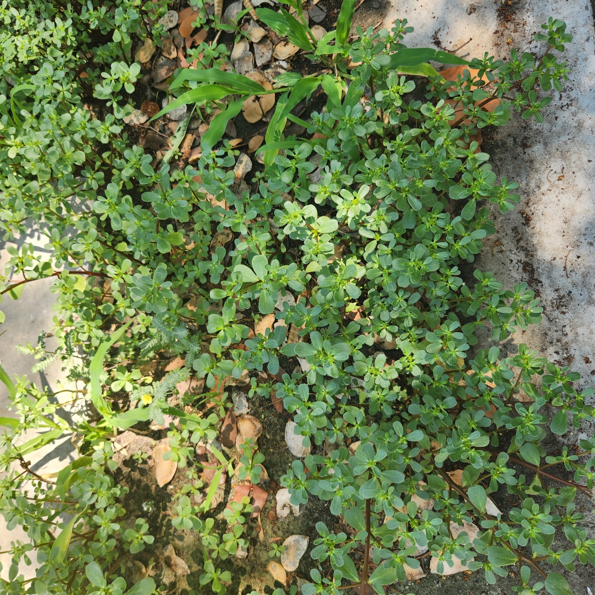 Imagem de Portulaca