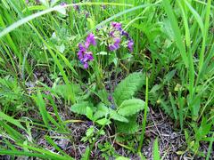 Primula sieboldii