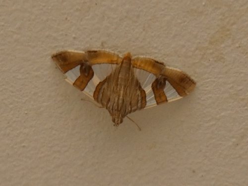 Glyphodes bitriangulalis