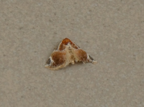 Eublemma costimacula