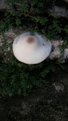 Agaricales