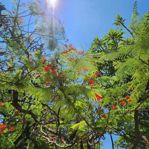 Foto de Flamboyant