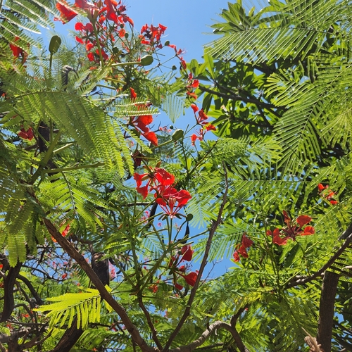 Foto de Flamboyant