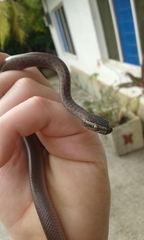 Boaedon fuliginosus