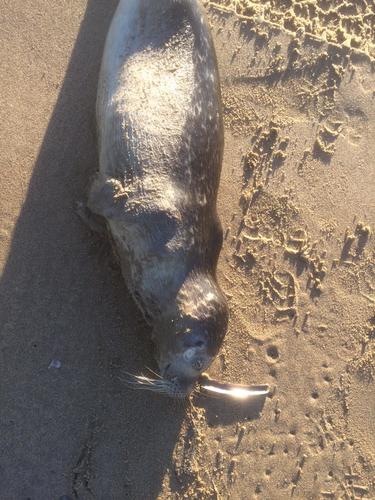 Harbor seal