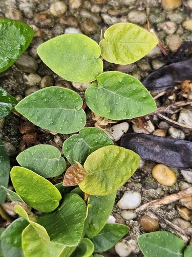 Foto de Samambaia-de-jardim