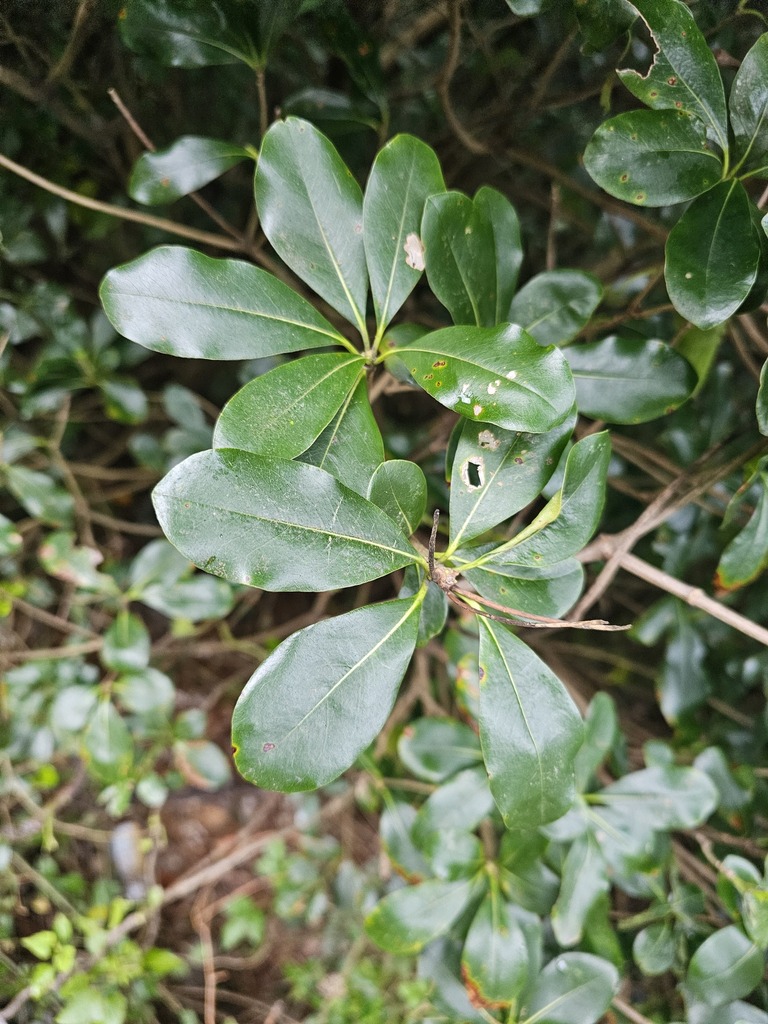 Foto de Pitosporo