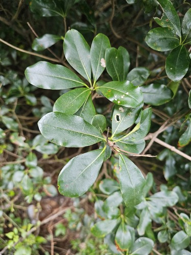 Pitosporo