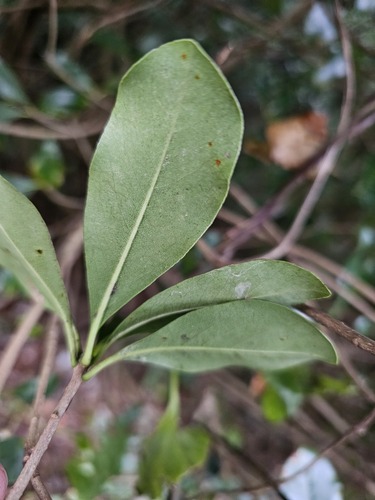 Foto de Pitosporo