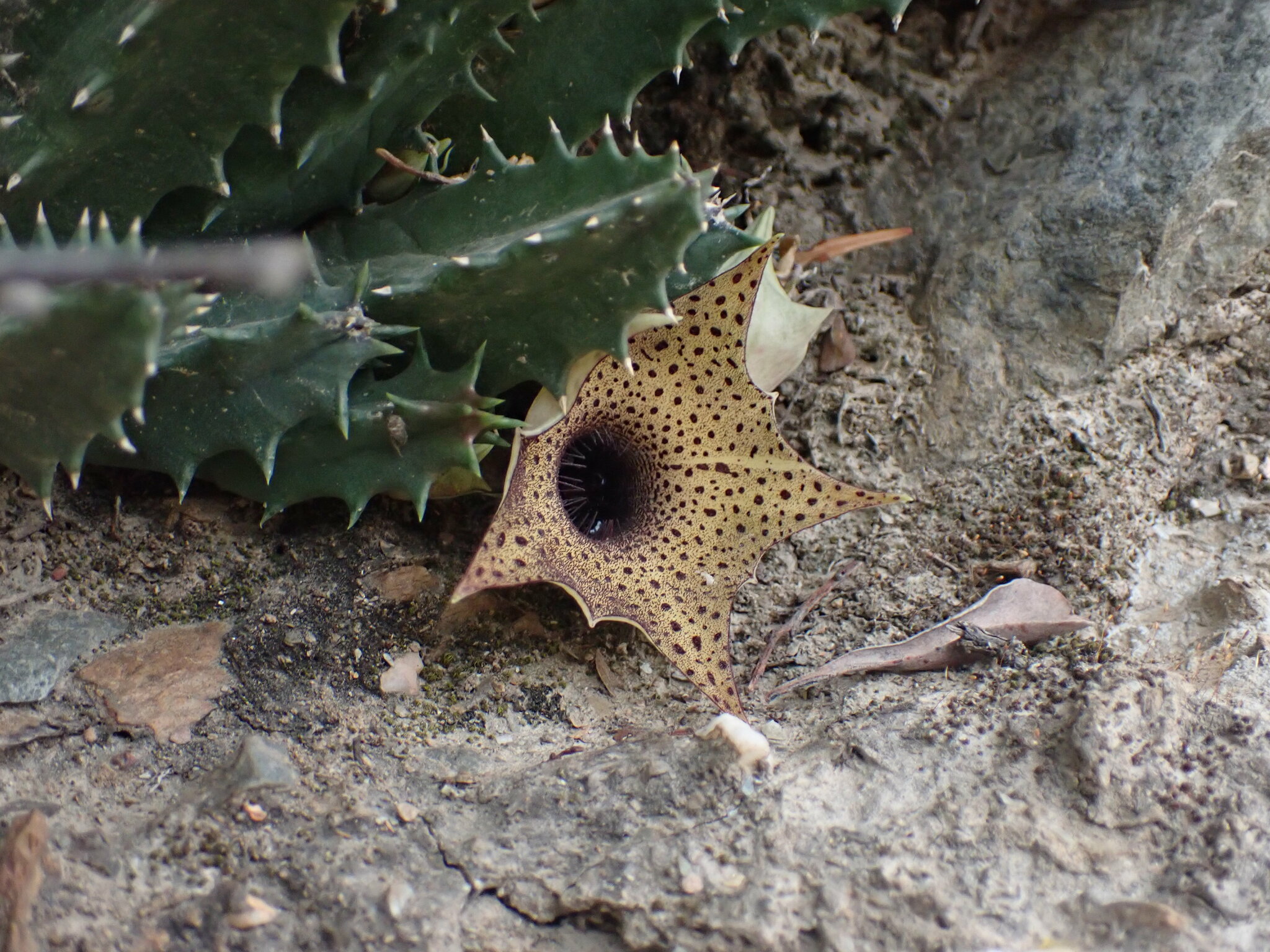 Imagem de Cacto-estrela
