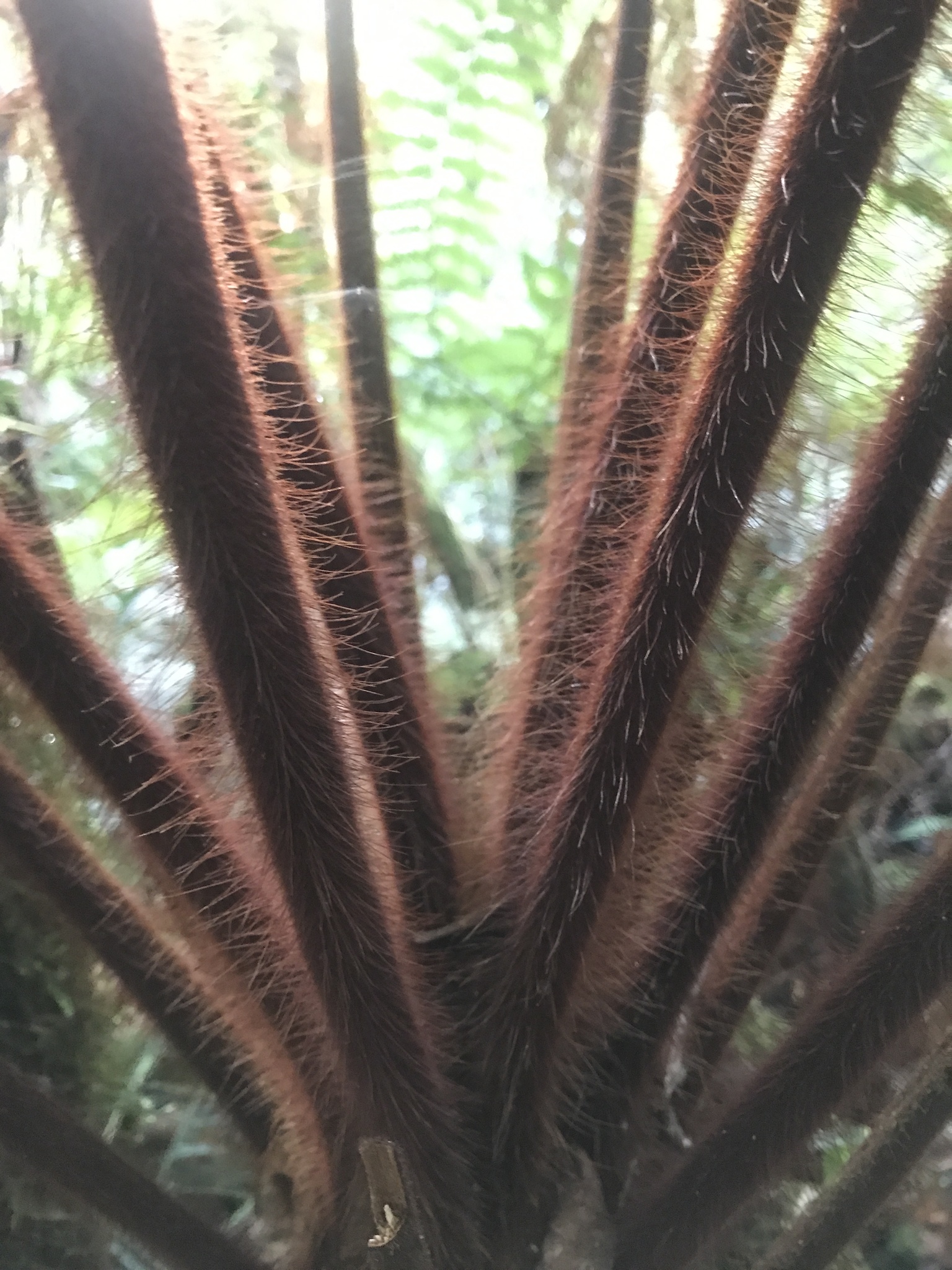 Dicksonia baudouinii