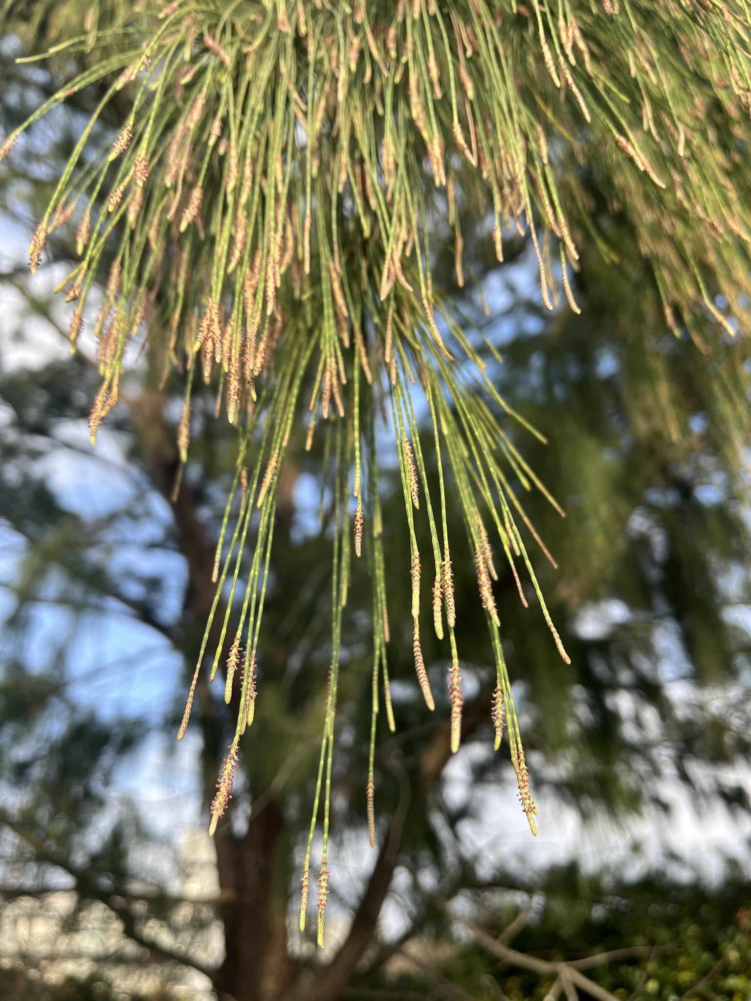 Imagem de Casuarina