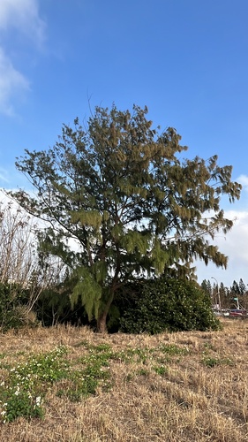 Foto de Casuarina