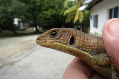 Broadleysaurus major