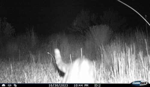 Feline Genet
