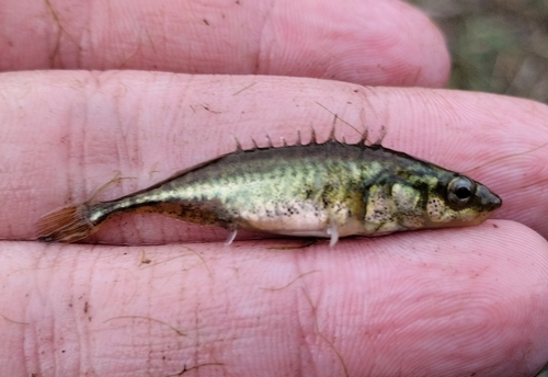 Southern Nine-spined Stickleback