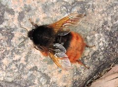 Bombus eximius