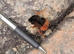 Bombus eximius