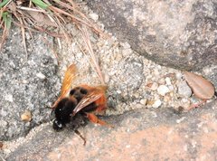 Bombus eximius