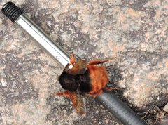 Bombus eximius