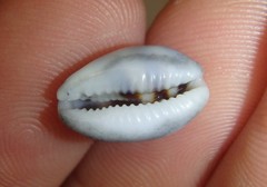 Palmadusta asellus
