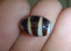 Palmadusta asellus