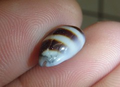 Palmadusta asellus
