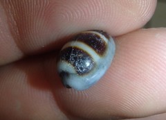 Palmadusta asellus