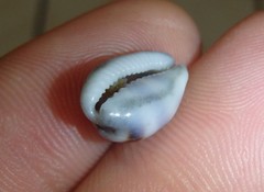 Palmadusta asellus