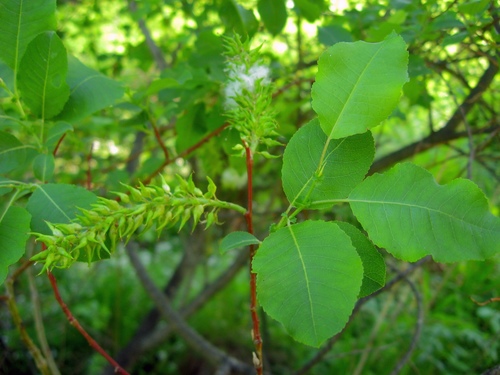 Salix pyrolifolia Ledeb.