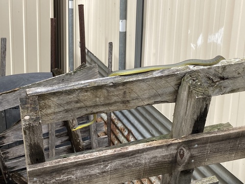 Common Tree Snake sighting