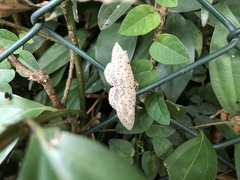 Percnia fumidaria