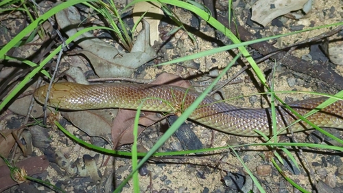 Mulga Snake sighting