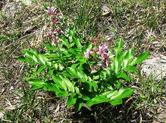 Dictamnus dasycarpus