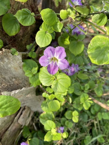 Foto de Rabo-de-gato