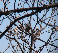 Periparus venustulus