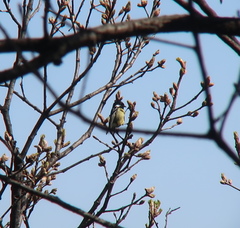 Periparus venustulus
