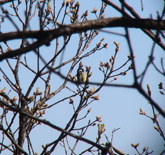 Periparus venustulus