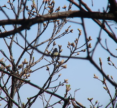 Periparus venustulus