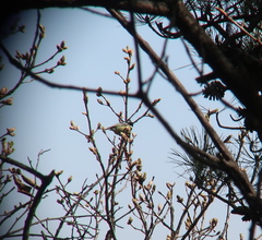 Periparus venustulus