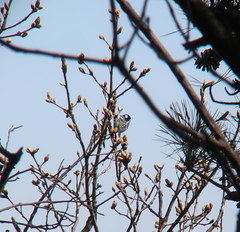 Periparus venustulus